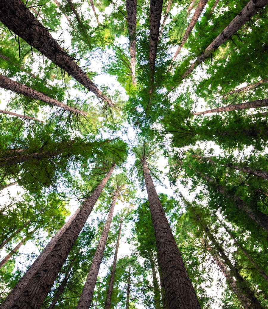 Canopée d'arbres vue depuis le sol, lumière traversant le feuillage vert