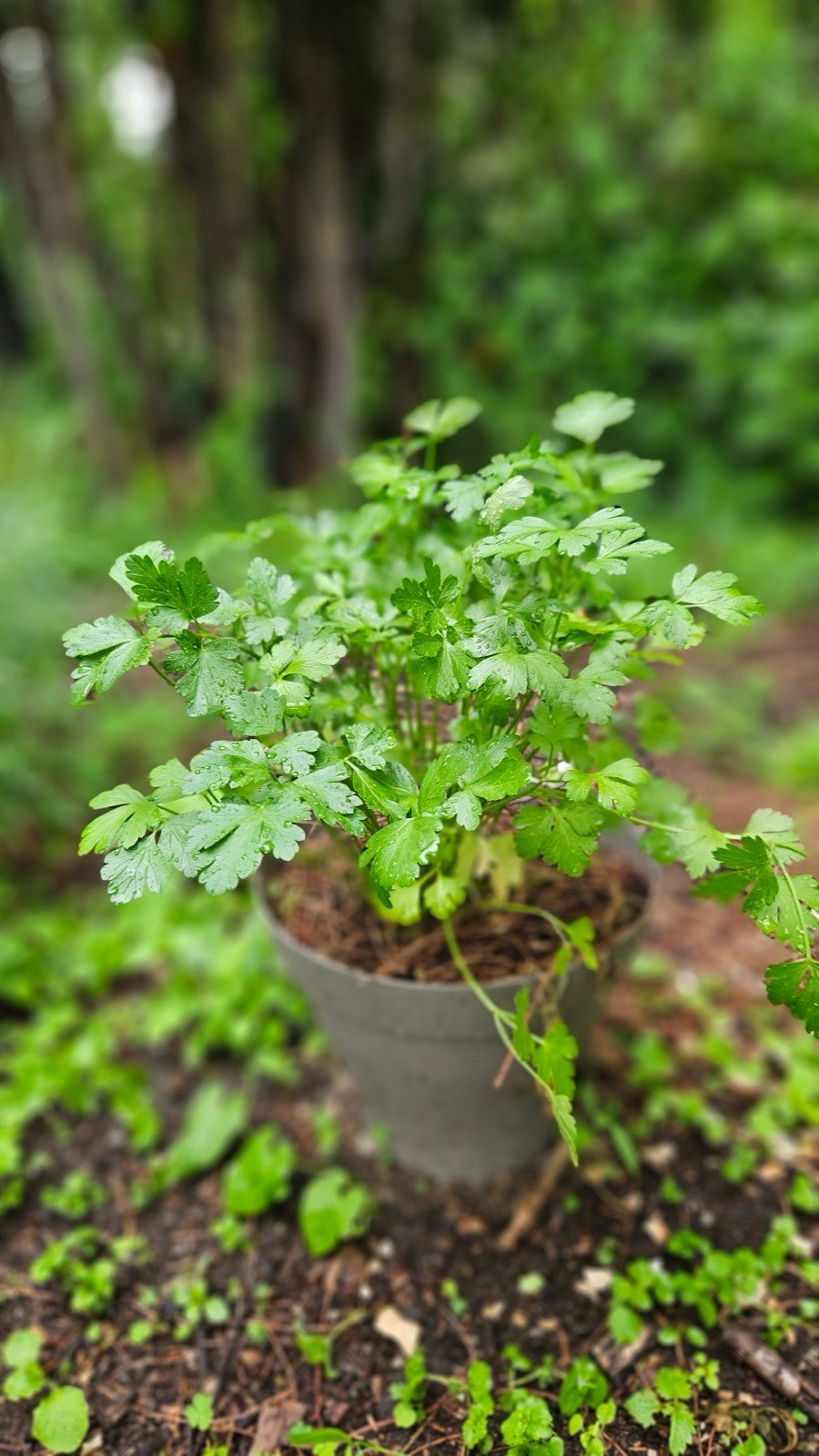 Plant de persil en pot, feuilles perlées de pluie